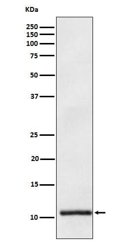 Anti-Apolipoprotein A II APOA2 Monoclonal Antibody Boster Bio