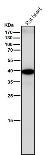 Anti-Sprouty 2 SPRY2 Monoclonal Antibody Boster Bio