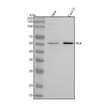 Anti-NLK Rabbit Monoclonal Antibody Boster Bio