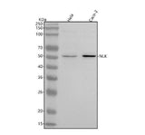 Anti-NLK Rabbit Monoclonal Antibody Boster Bio