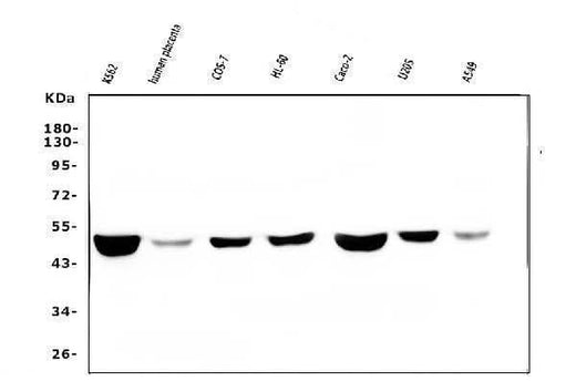Anti-FH Antibody Picoband® (monoclonal, 9D8 Boster Bio