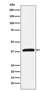Anti-CRKL Rabbit Monoclonal Antibody Boster Bio