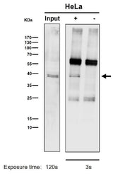 Anti-CrkL Rabbit Monoclonal Antibody Boster Bio