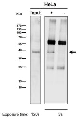 Anti-CrkL Rabbit Monoclonal Antibody Boster Bio