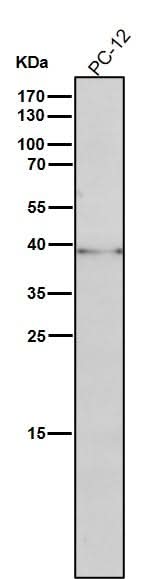 Anti-Phospho-CrkL (Y207) Rabbit Monoclonal Antibody Boster Bio