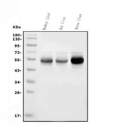 Anti-Cytochrome p450 2C19/CYP2C19 Antibody Picoband® (monoclonal, 10G5 Boster Bio