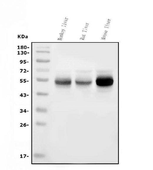 Anti-Cytochrome p450 2C19/CYP2C19 Antibody Picoband® (monoclonal, 10G5 Boster Bio