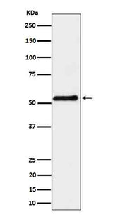 Anti-SHB Rabbit Monoclonal Antibody Boster Bio