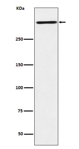 Anti-Reelin Rabbit Monoclonal Antibody Boster Bio