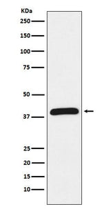 Anti-HIF1AN Rabbit Monoclonal Antibody Boster Bio