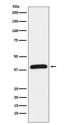 Anti-HIF1AN Rabbit Monoclonal Antibody Boster Bio