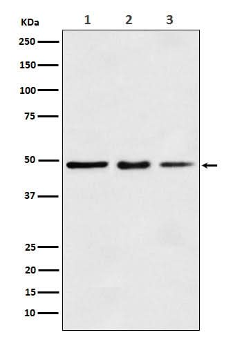 Anti-eEF1A1 Rabbit Monoclonal Antibody Boster Bio