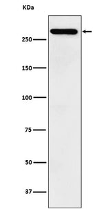 Anti-TAF1 Rabbit Monoclonal Antibody Boster Bio