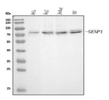 Anti-SENP1 Antibody Picoband® (monoclonal, 5F4 Boster Bio
