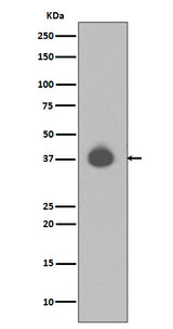Anti-DUSP6/Mkp 3 Rabbit Monoclonal Antibody Boster Bio