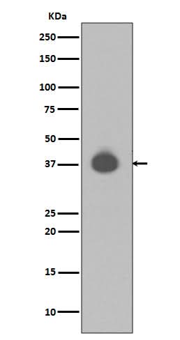Anti-DUSP6/Mkp 3 Rabbit Monoclonal Antibody Boster Bio