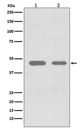 Anti-Cdc37 Rabbit Monoclonal Antibody Boster Bio