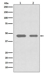 Anti-Cdc37 Rabbit Monoclonal Antibody Boster Bio