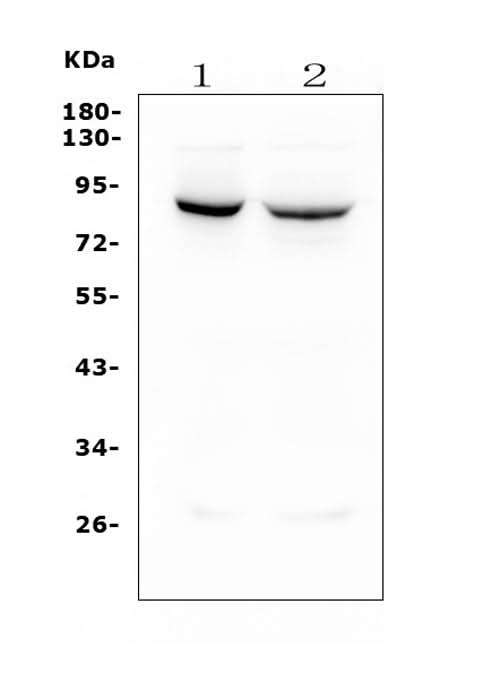 Anti-Mitofusin 1 MFN1 Antibody Picoband® (monoclonal, 3H3 Boster Bio