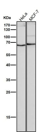 Anti-NUP153 Monoclonal Antibody Boster Bio