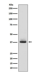 Anti-Glycophorin A (CD235a) GYPA Monoclonal Antibody Boster Bio