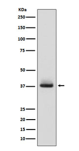 Anti-Glycophorin A (CD235a) GYPA Monoclonal Antibody Boster Bio