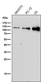 Anti-Nesprin 1 Rabbit Monoclonal Antibody Boster Bio