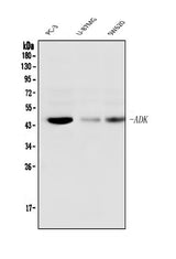 Anti-ADK Antibody Picoband® (monoclonal, 7F4 Boster Bio