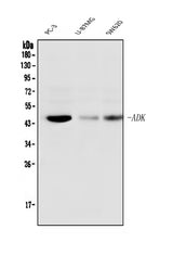 Anti-ADK Antibody Picoband® (monoclonal, 7F4 Boster Bio
