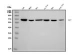 Anti-Transketolase/TKT Picoband® Antibody (monoclonal, 2I3 Boster Bio