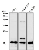 Anti-Uteroglobin SCGB1A1 Monoclonal Antibody Boster Bio