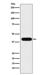 Anti-ATOH1 Rabbit Monoclonal Antibody Boster Bio