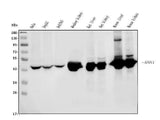 Anti-ASS1 Antibody Picoband® (monoclonal, 5I5 Boster Bio