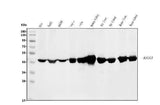 Anti-ASS1 Antibody Picoband® (monoclonal, 7I9 Boster Bio