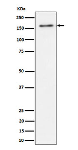 Anti-TMF Rabbit Monoclonal Antibody Boster Bio