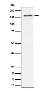 Anti-TMF Rabbit Monoclonal Antibody Boster Bio