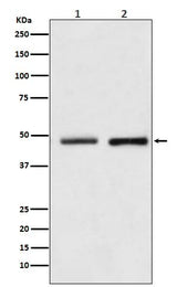 Anti-Reptin / RUVBL2 Rabbit Monoclonal Antibody Boster Bio