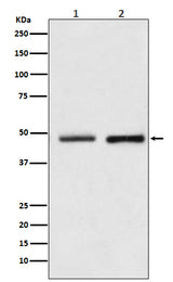 Anti-Reptin / RUVBL2 Rabbit Monoclonal Antibody Boster Bio