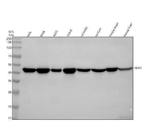 Anti-Nck NCK1 Monoclonal Antibody Boster Bio