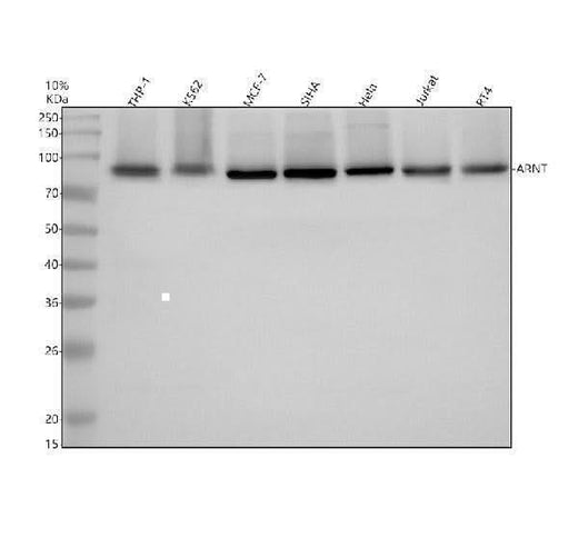 Anti-HIF-1 beta ARNT Rabbit Monoclonal Antibody Boster Bio