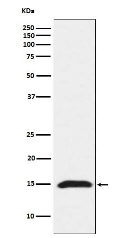 Anti-Fragilis IFITM3 Monoclonal Antibody Boster Bio