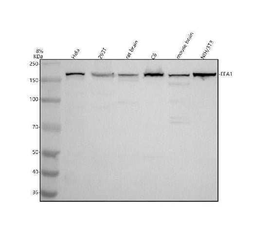 Anti-EEA1 Rabbit Monoclonal Antibody Boster Bio
