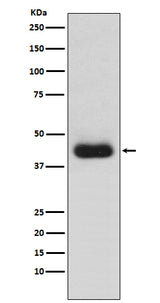 Anti-CD82 Monoclonal Antibody Boster Bio