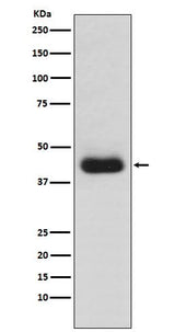 Anti-CD82 Monoclonal Antibody Boster Bio