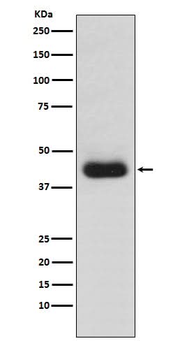 Anti-CD82 Monoclonal Antibody Boster Bio
