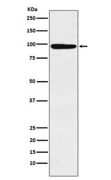 Anti-MCM4 Rabbit Monoclonal Antibody Boster Bio