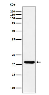 Anti-ITPA Rabbit Monoclonal Antibody Boster Bio