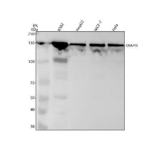 Anti-DIAPH1 Rabbit Monoclonal Antibody Boster Bio