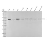 Anti-SENP2 Rabbit Monoclonal Antibody Boster Bio