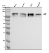 Anti-MBD1 Monoclonal Antibody Boster Bio